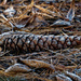 frosted pine cone by rminer