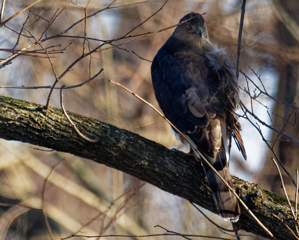 Cooper's hawk on a branch by rminer