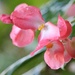 December 11: Begonia by daisymiller