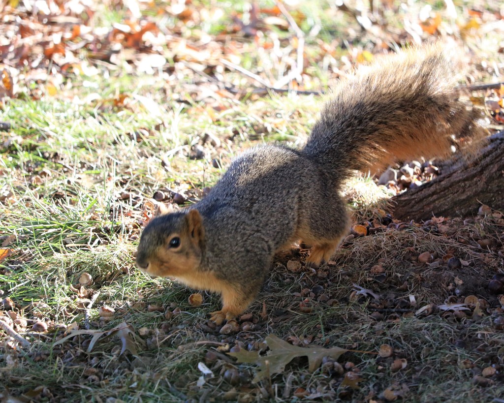 December 10: Squirrel by daisymiller
