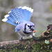 Turkey Or Blue Jay? by cjwhite