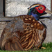 Ring-necked Pheasant by nicoleweg