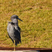 Lil Blue Heron in the Breeze! by rickster549