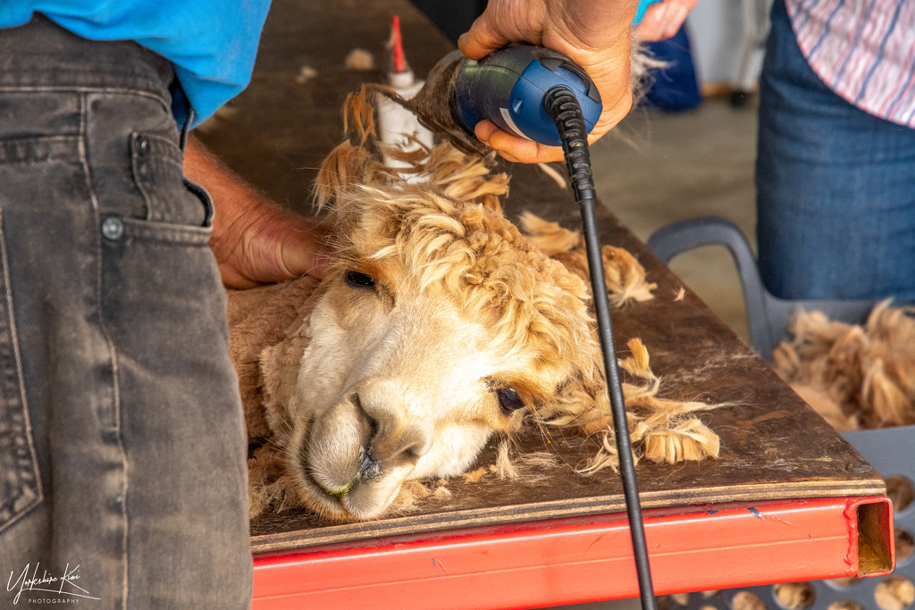 Shearing Day by yorkshirekiwi