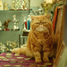 Trophy Cat by helenw2