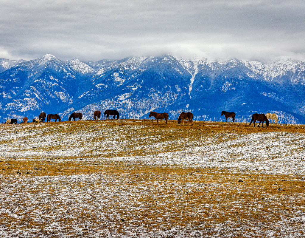 Grazing Beneath the Swan Mtns by 365karly1