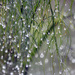 Plenty Of Raindrops by seattlite