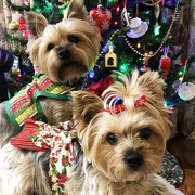 11th Dec 2018 - Sully & Jazzy Are Ready For Christmas