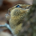 chipmunk closeup by rminer