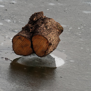 12th Dec 2018 - floating log