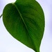 Green leaf by elisasaeter