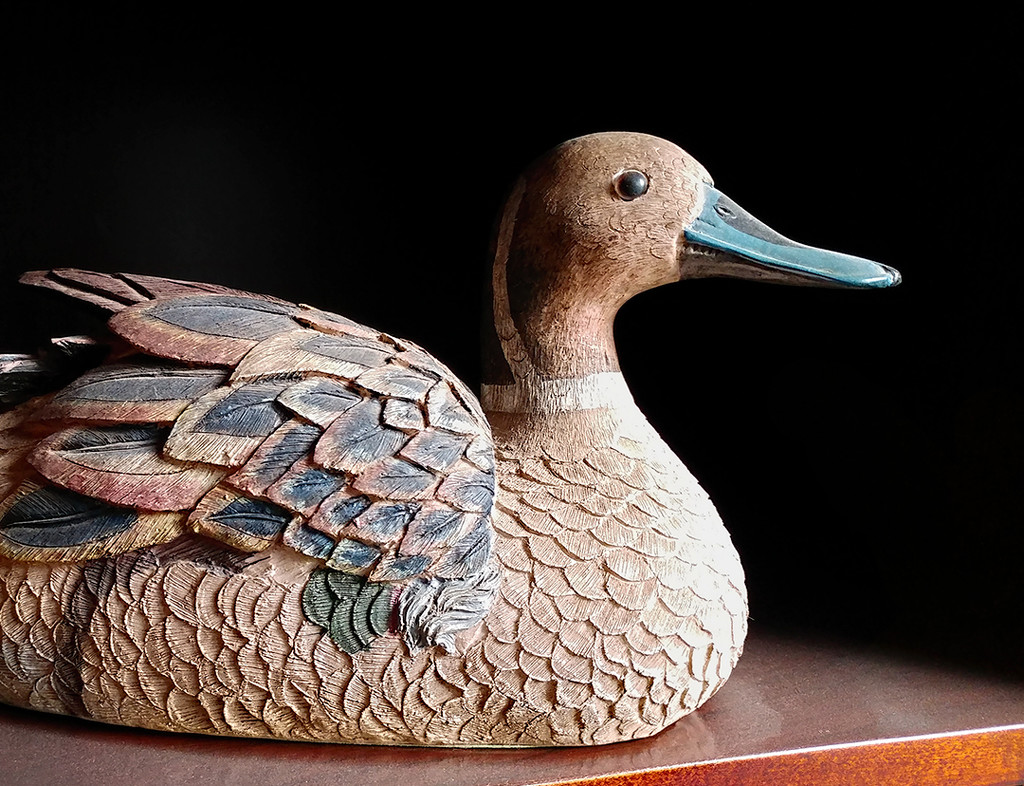 Duck on a Shelf by houser934