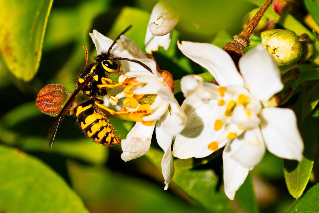 Last call for pollinators by teriyakih