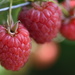 Raspberries by kgolab