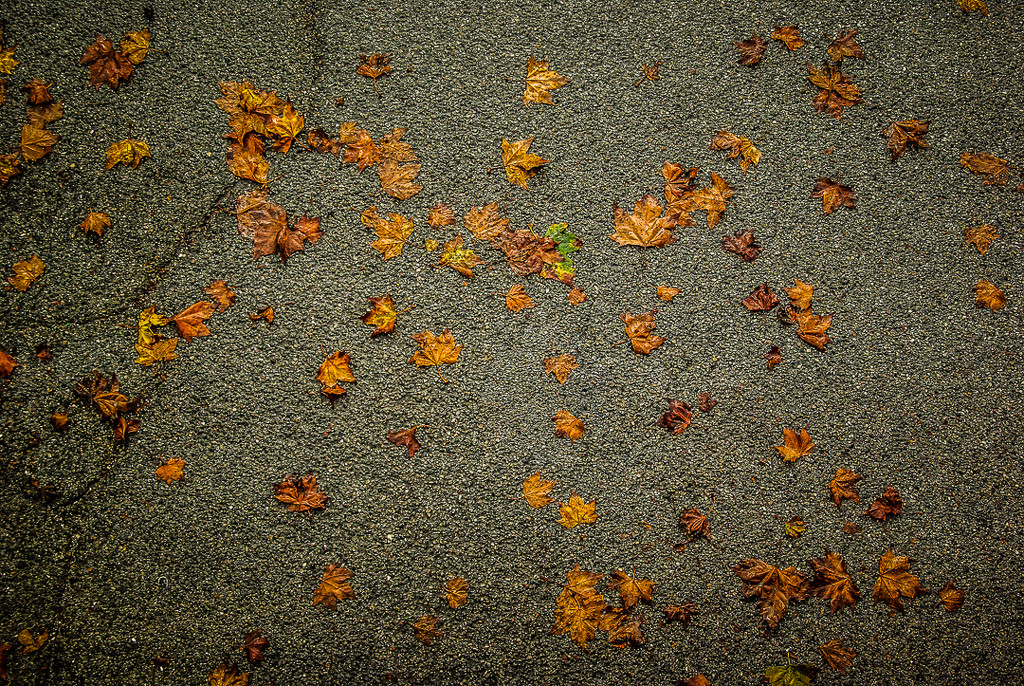 (Day 221) - All Fall Down by cjphoto