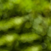 (Day 223) - Bokeh Foliage by cjphoto