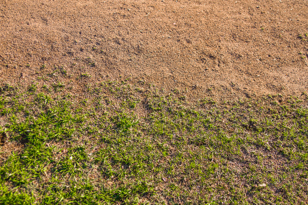 (Day 245) - Infield & Outfield by cjphoto