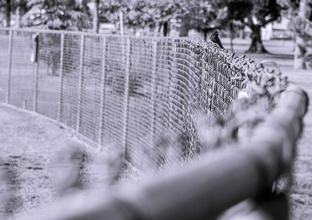 (Day 251) - Fence Defier by cjphoto