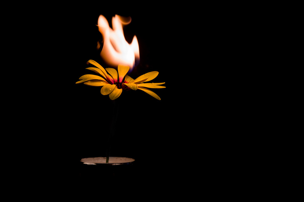 (Day 278) - Fire Flower by cjphoto