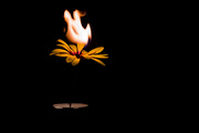 18th Nov 2018 - (Day 278) - Fire Flower
