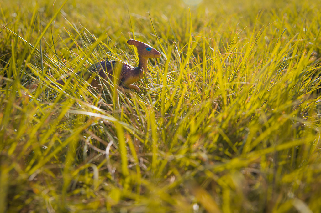 (Day 288) - Grazing by cjphoto