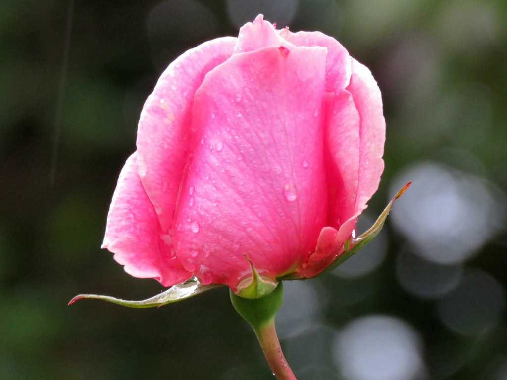 Rainy Day Rose Bud by seattlite