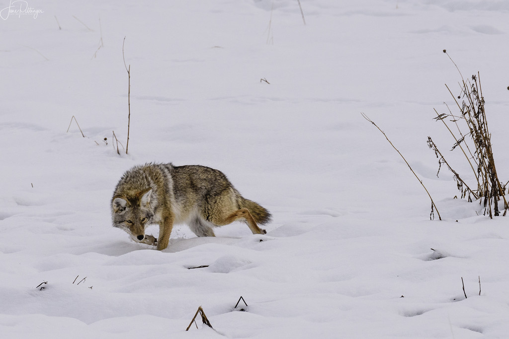 Coyote with Fish  by jgpittenger