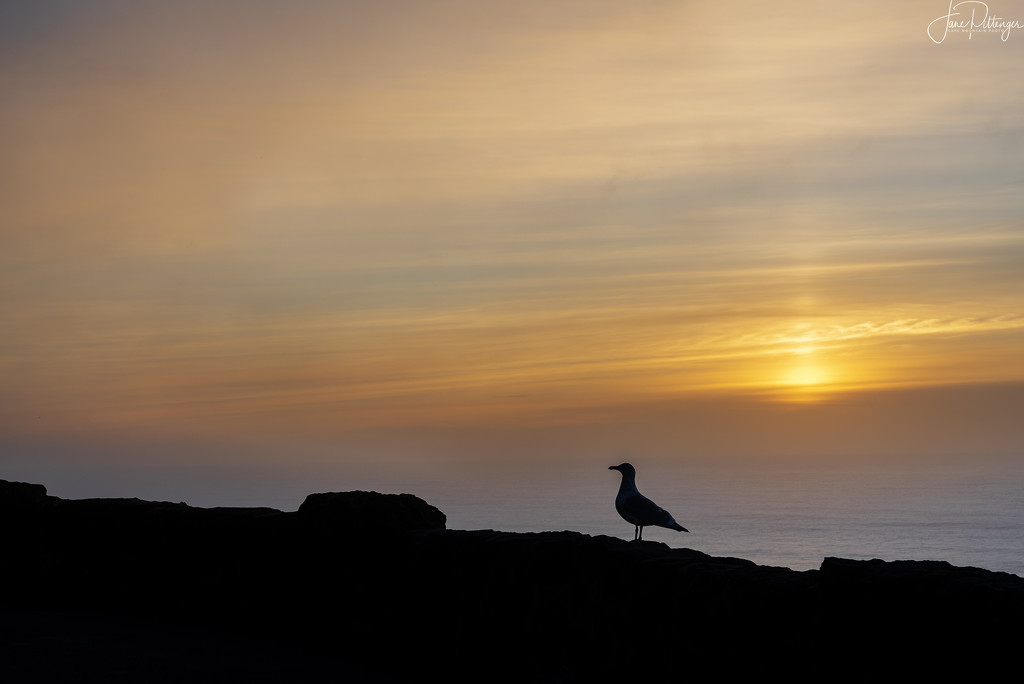 Seagull Taking in the Sunset  by jgpittenger