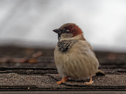 13th Dec 2018 - male house sparrow