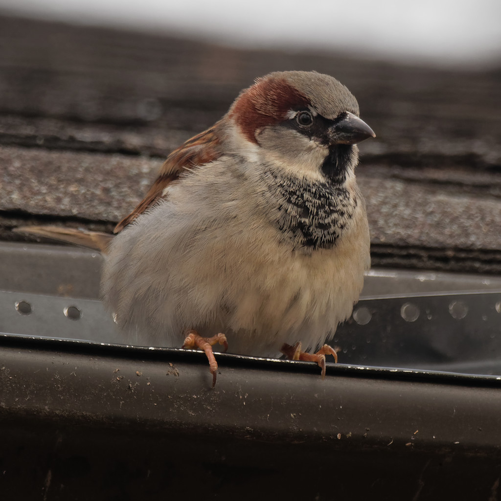 male house sparrow gutter by rminer