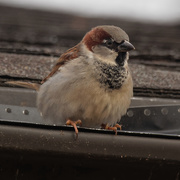 13th Dec 2018 - male house sparrow gutter