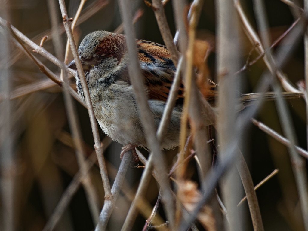 male house sparrow in the branches by rminer