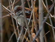 13th Dec 2018 - male house sparrow in the branches
