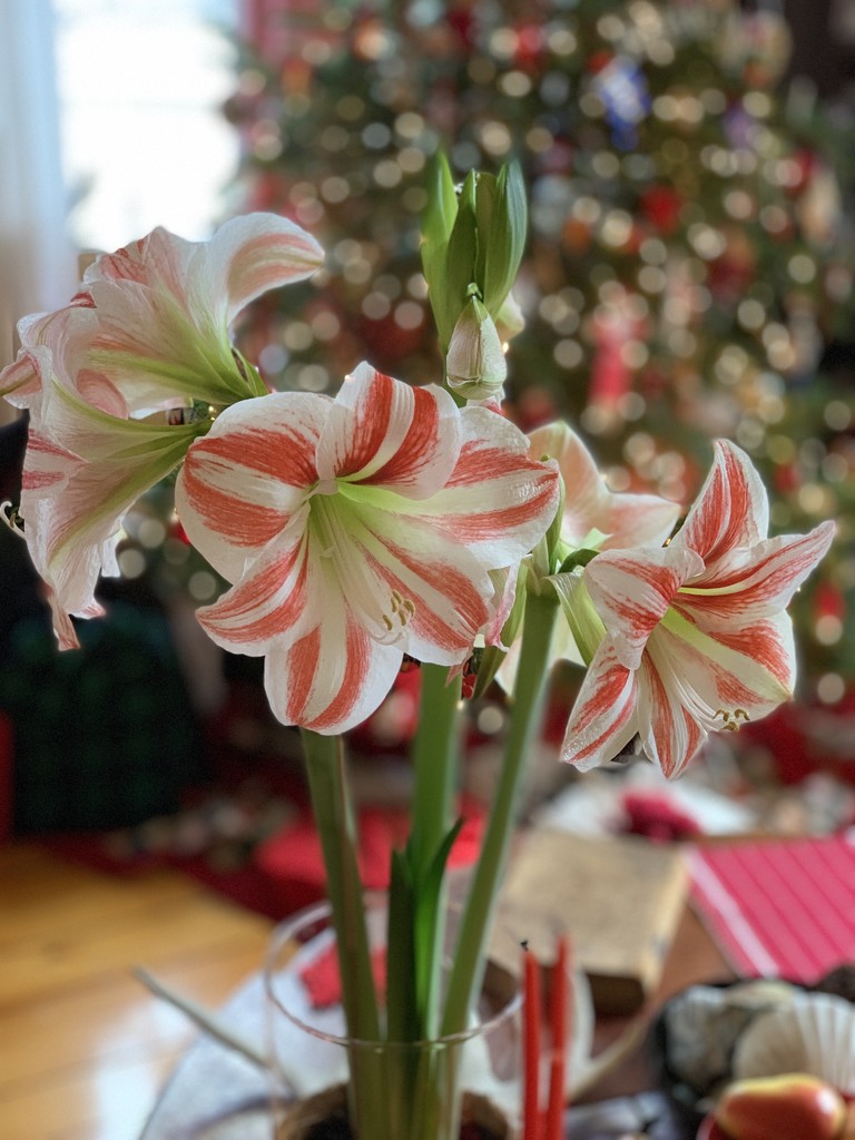An incredible amaryllis bulb by berelaxed