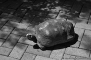 2nd Jan 2019 - Tortoise