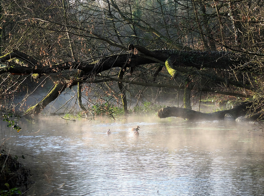 Ducks in the mist! by bigmxx
