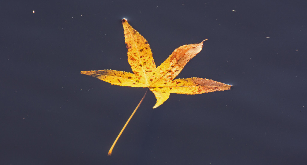Floating Leaf! by rickster549