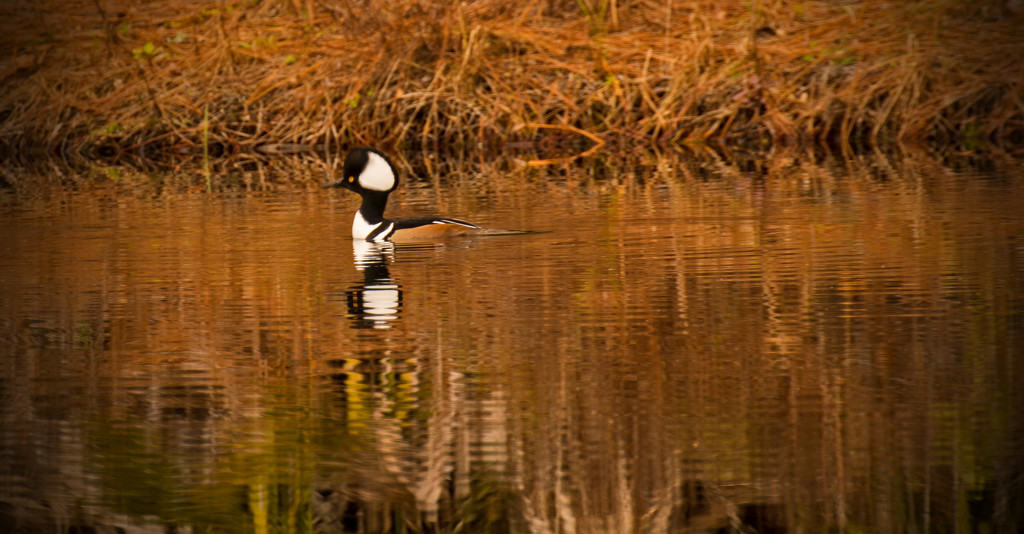 Hooded Merganser, Trying to Get Away! by rickster549