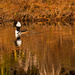 Hooded Merganser, Trying to Get Away! by rickster549