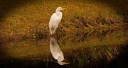13th Dec 2018 - Egret and Reflection!