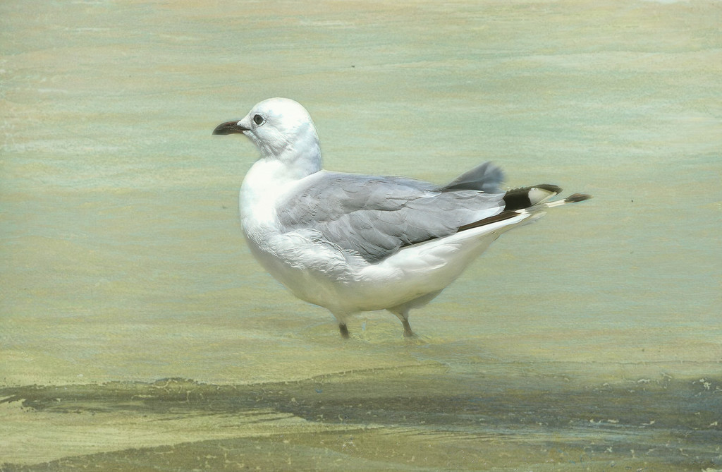 A Hartlaubs Gull  by ludwigsdiana