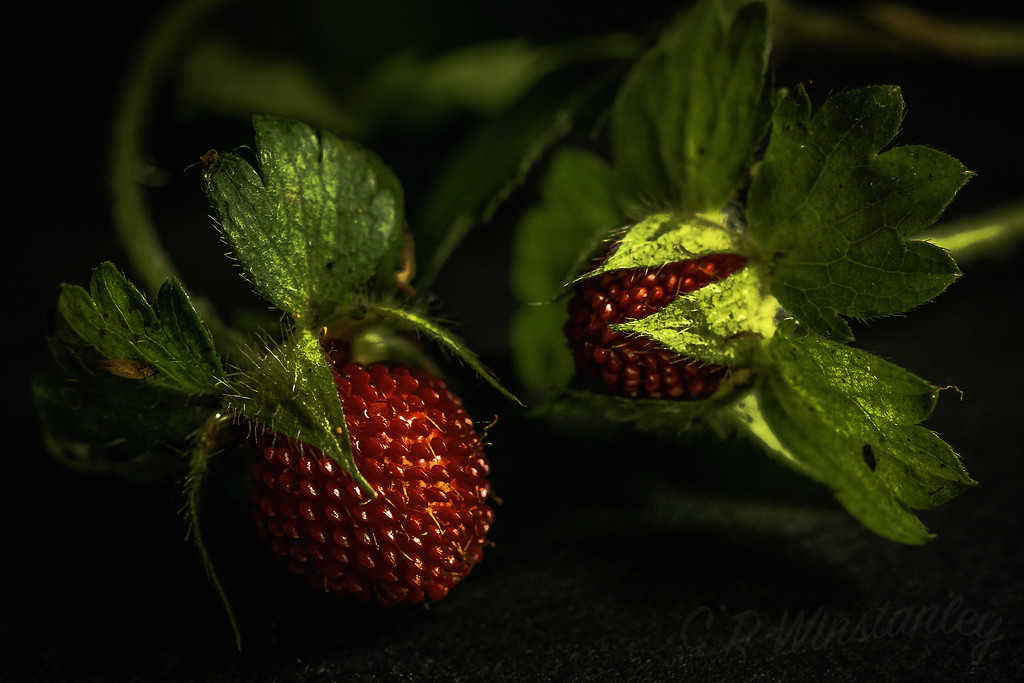 Wild Strawberry by kipper1951