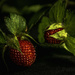 Wild Strawberry by kipper1951