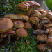 Winter Fungus by tonygig