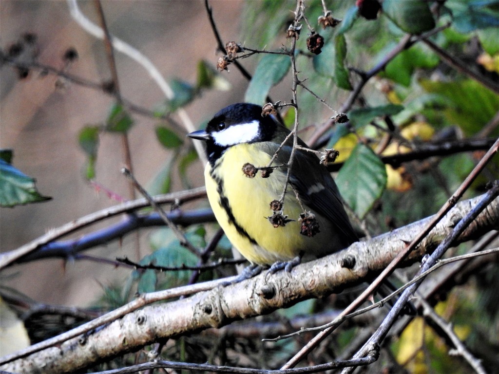  Great Tit .......... by susiemc