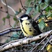  Great Tit .......... by susiemc