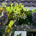 Owl Pair by salza