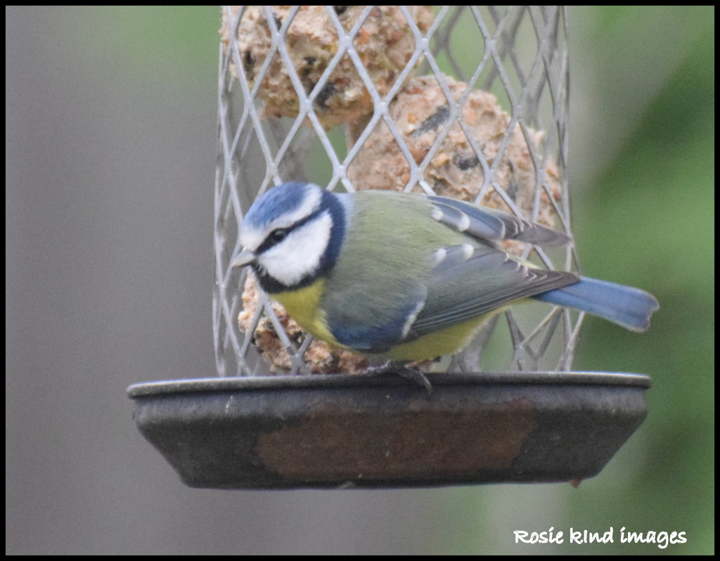 This little blue tit fancied suet balls today by rosiekind