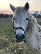 14th Dec 2018 - White Horse