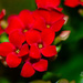 Red Kalanchoe by elisasaeter